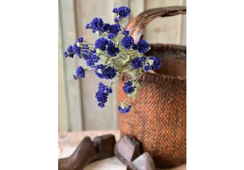  Bachelor Buttons 24" Sapphire 