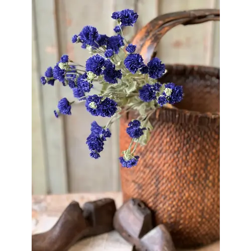  Bachelor Buttons 24" Sapphire 