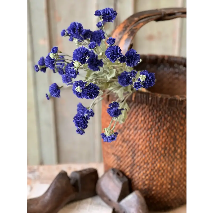 Bachelor Buttons 24" Sapphire