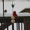 Songbird Feeder Stick