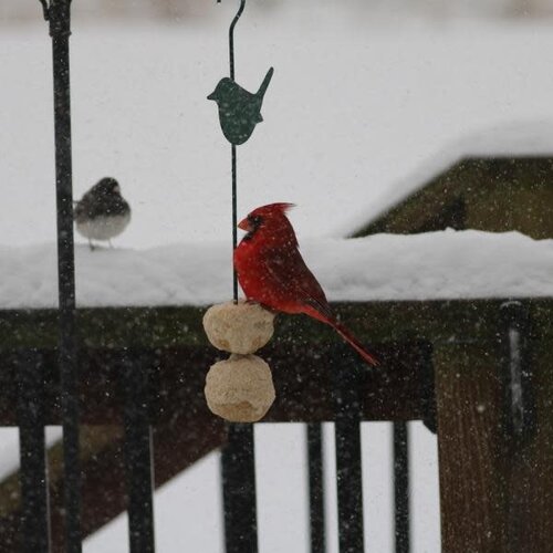  Songbird Feeder Stick 