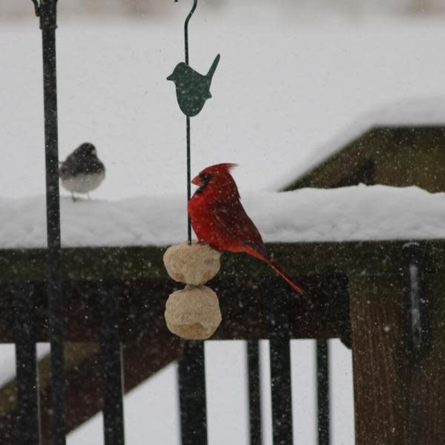 Songbird Feeder Stick