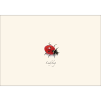 Ladybug Boxed Notecards