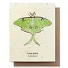 Small Victories Plantable Wildflower Seed Card - Luna Moth