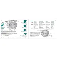 Bird Nest Finder