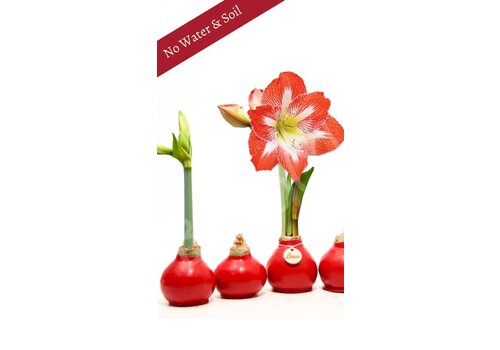  Bloomaker Valentine Classic Red Bulb with White & Red Blossom 