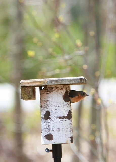 Gilbertson Nest Box