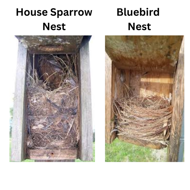 Nests