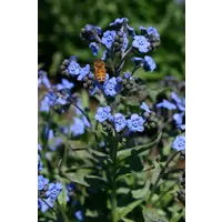 Seeds of Remembrance Forget Me Not Seeds