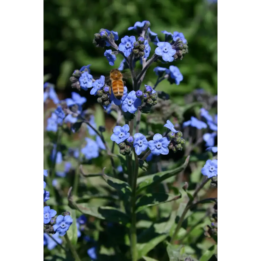 Seeds of Remembrance Forget Me Not Seeds