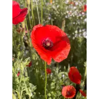 Memorial Cardinal - Flanders Poppy Seed Packets