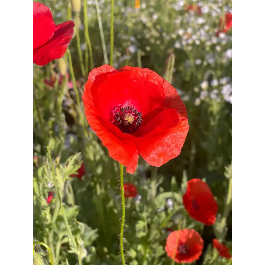 Memorial Cardinal - Flanders Poppy Seed Packets