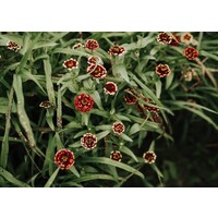 Zinnia Persian Carpet Seeds