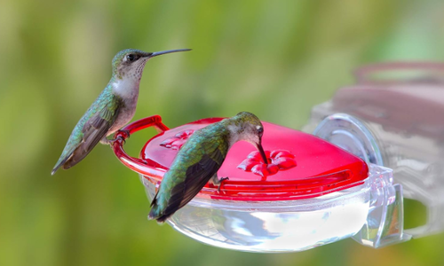 Where Are the Hummingbirds? 7 Easy Tips to Bring Them In