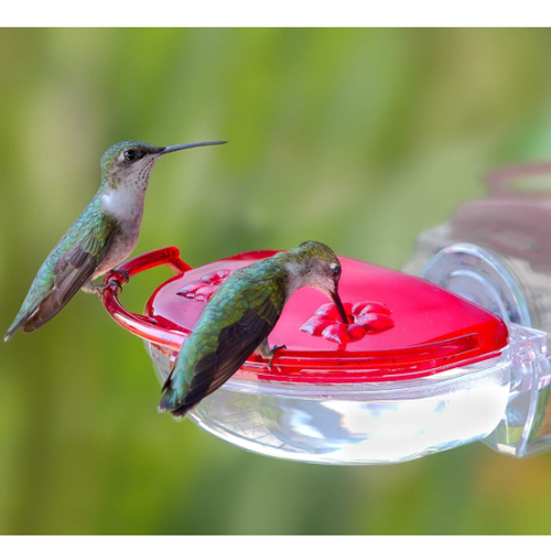 Where Are the Hummingbirds? 7 Easy Tips to Bring Them In