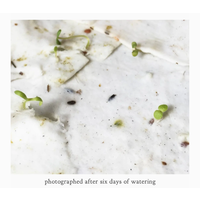 Plantable Herbs Card - Zebra Swallowtail