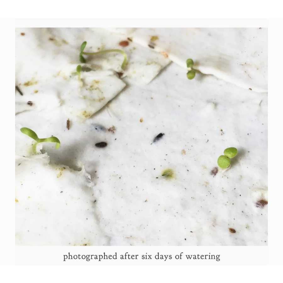 Plantable Herbs Card - Meadowlark