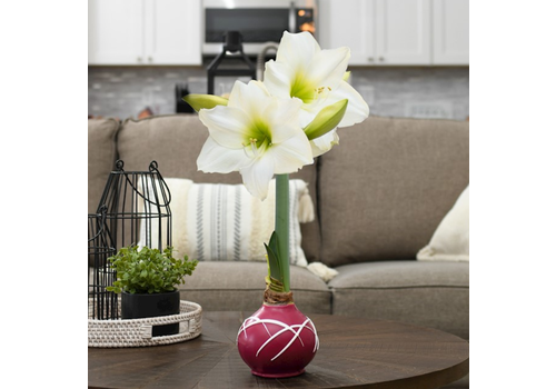  Bloomaker Berry Delight Drizzle Bulb with White Blossoms 