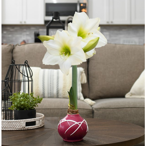  Bloomaker Berry Delight Drizzle Bulb with White Blossoms 