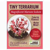 Tiny Terrarium Sedum