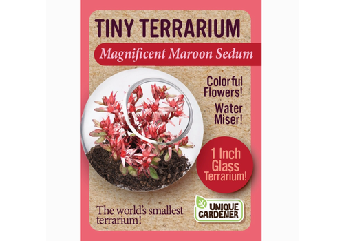  Tiny Terrarium Sedum 