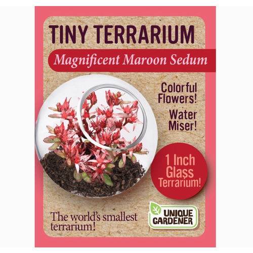  Tiny Terrarium Sedum 
