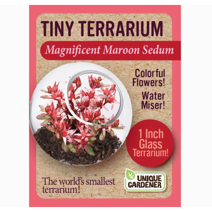 Tiny Terrarium Sedum