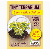 Tiny Terrarium Sedum