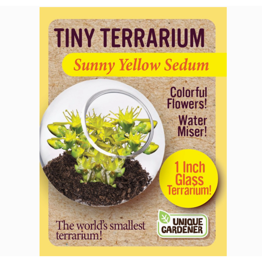 Tiny Terrarium Sedum