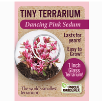 Tiny Terrarium Sedum