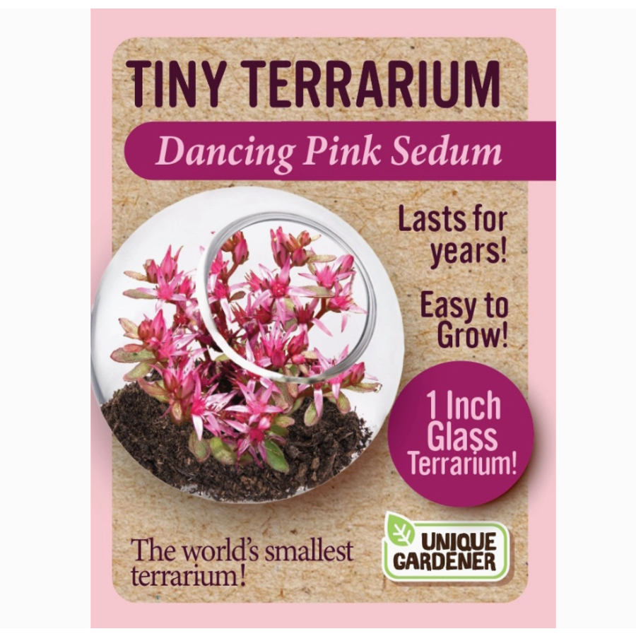 Tiny Terrarium Sedum