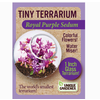 Tiny Terrarium Sedum