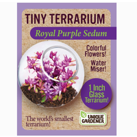 Tiny Terrarium Sedum