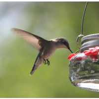 Mason Jar Hummingbird Feeder