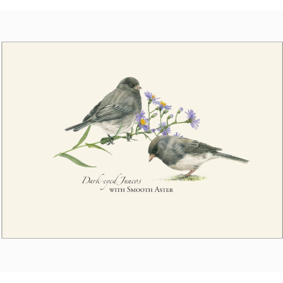Juncos Boxed Notecards