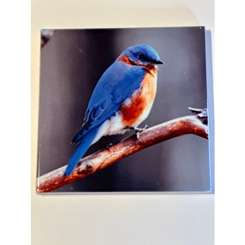  Compass Rose Bluebird Coaster 