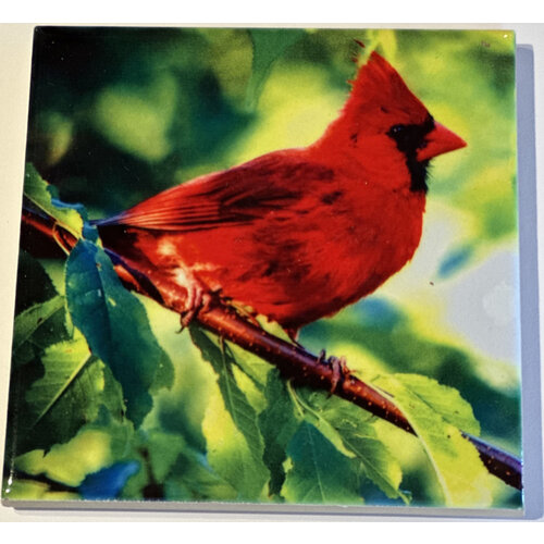  Compass Rose Cardinal Coaster 