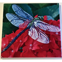 Dragonfly Coaster