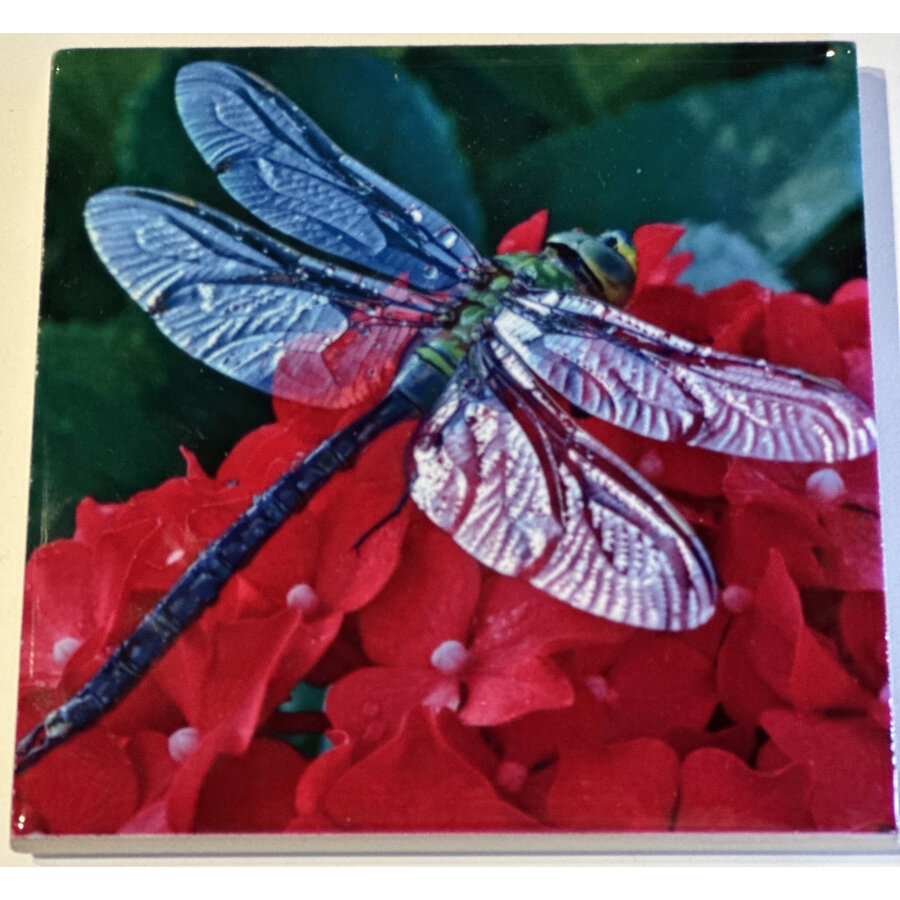Dragonfly Coaster