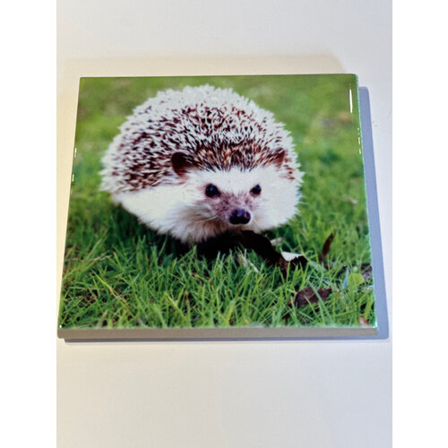  Compass Rose Hedgehog Coaster 