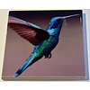 Compass Rose Hummingbird Coaster