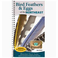 Bird Feathers & Eggs of the Northeast Quick Guide