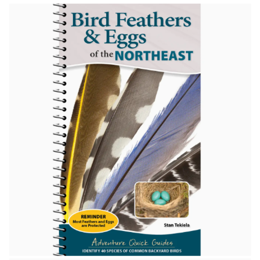 Bird Feathers & Eggs of the Northeast Quick Guide