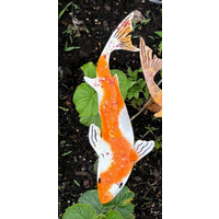 Enamel Koi on Stake