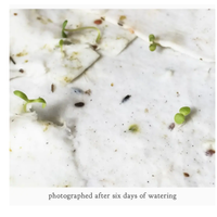 Plantable Wildflower Seed Card - Strawberry