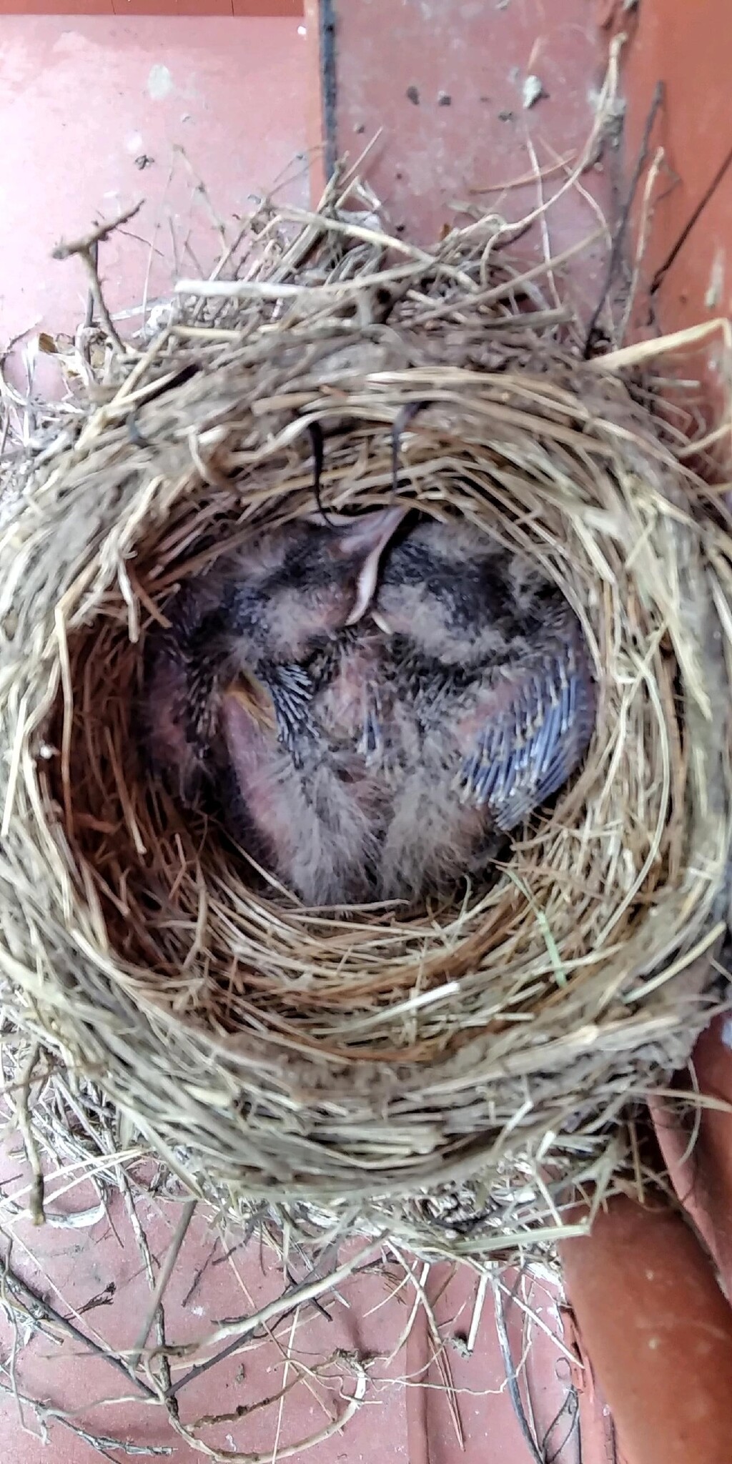 baby robin