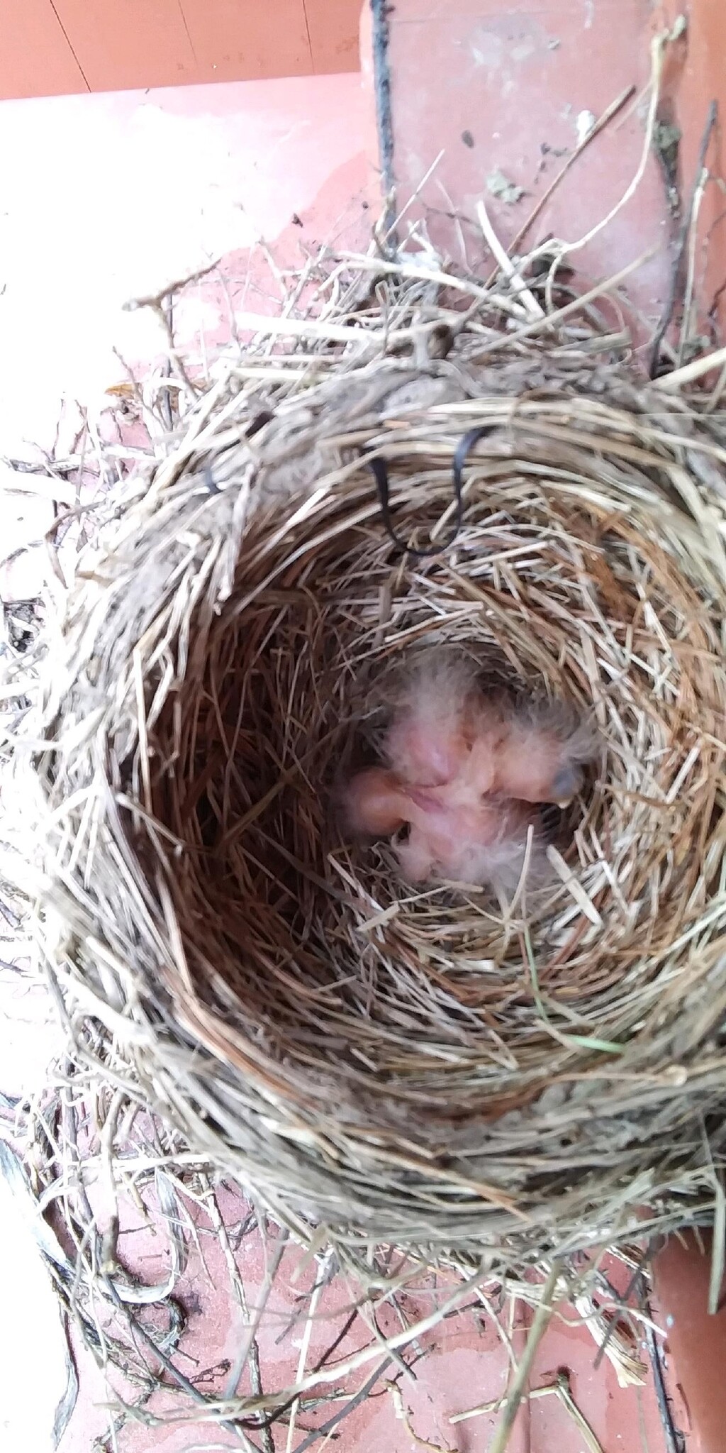 baby robin