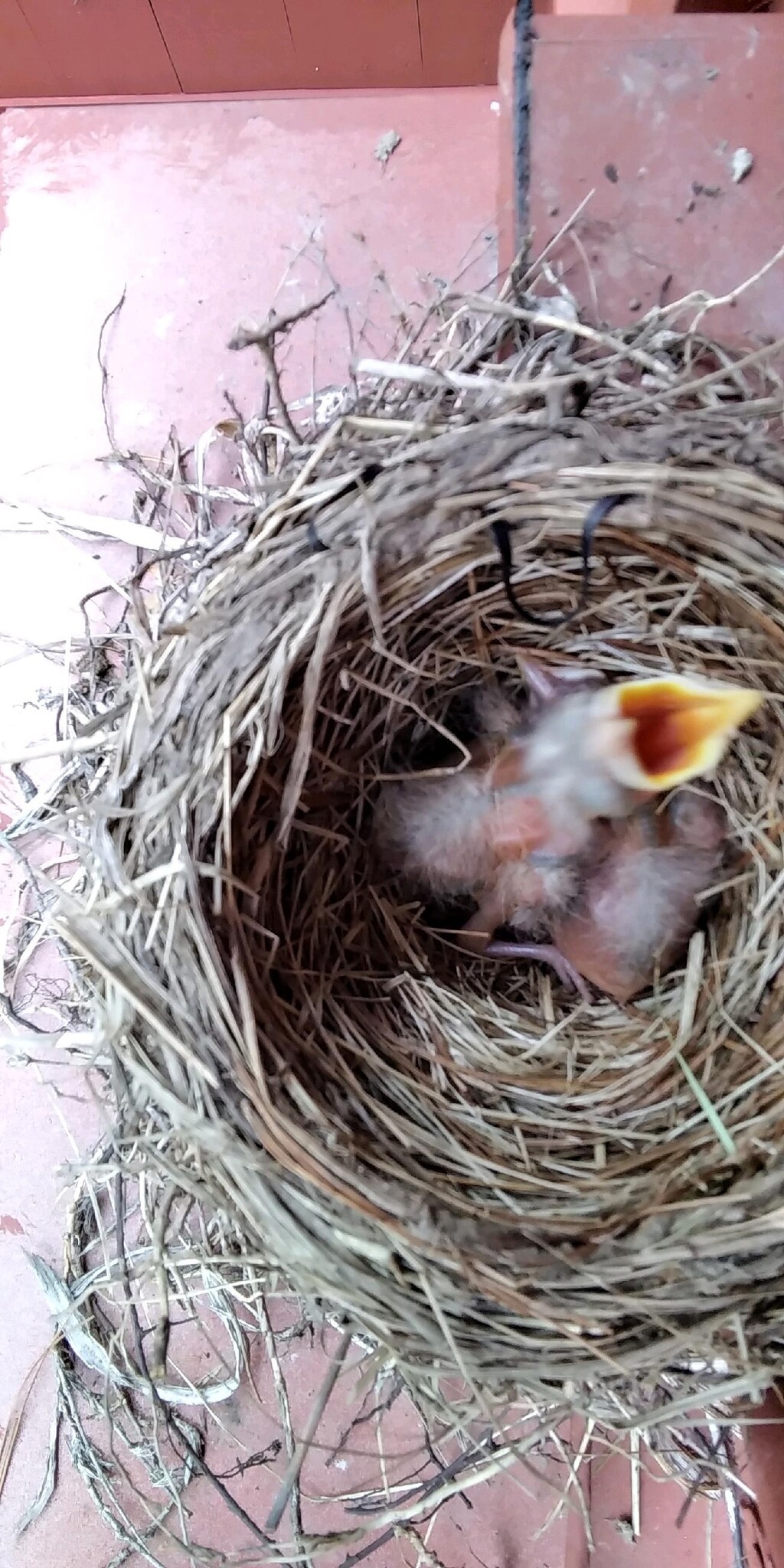 baby robin