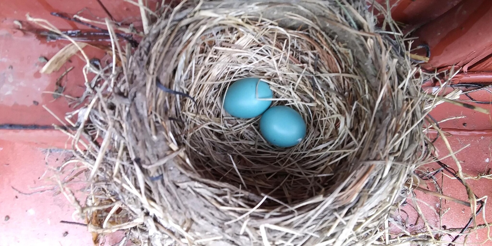 Robin Eggs