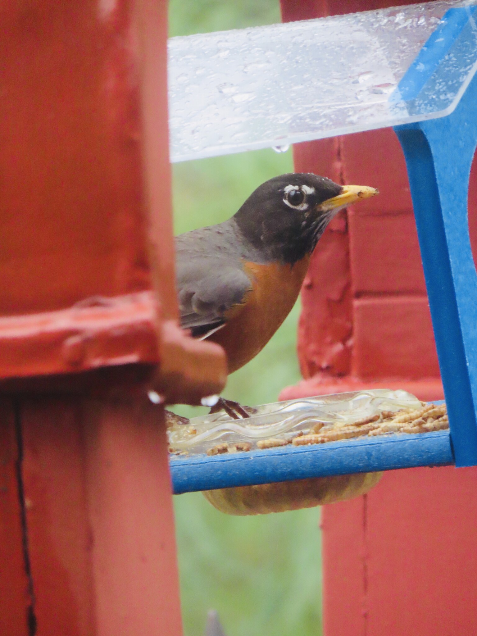 robin mealworms
